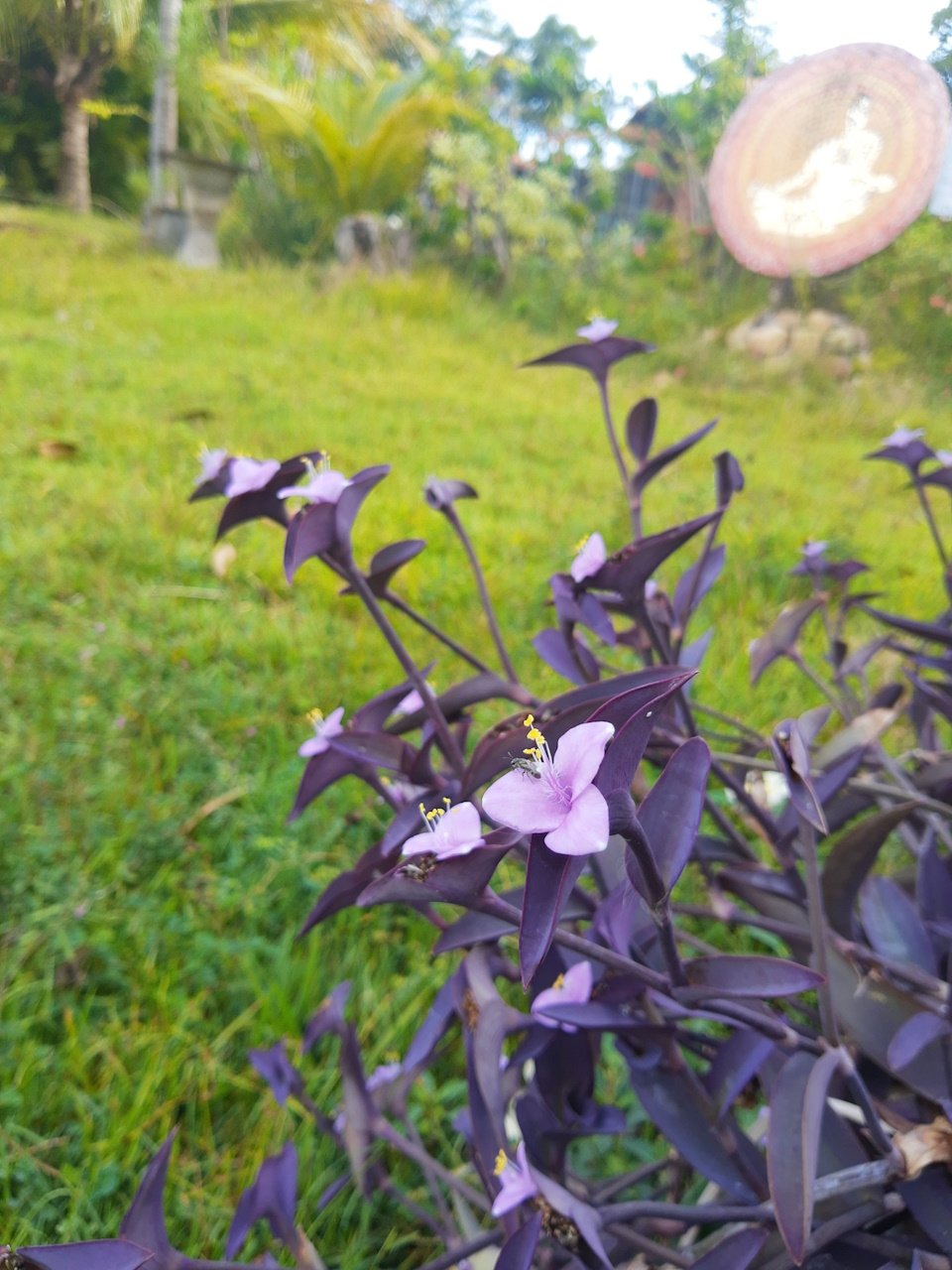 IMG_20201019_070658815